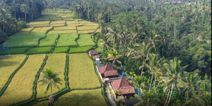 rice fields 