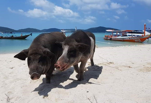 pig-island-koh-samui