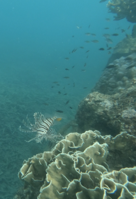 dragonfish-in-shark-bay