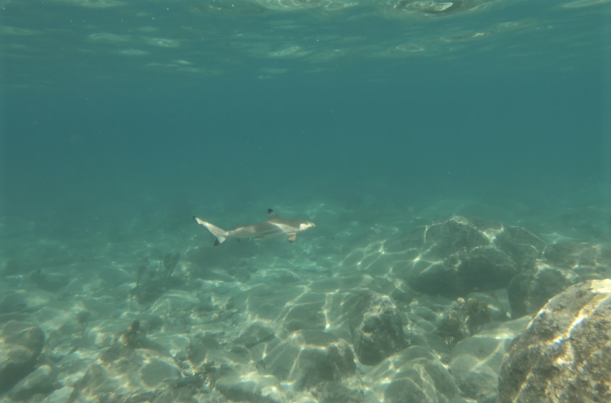 baby shark in koh tao