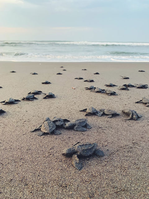 khao-lak-turtle-festival