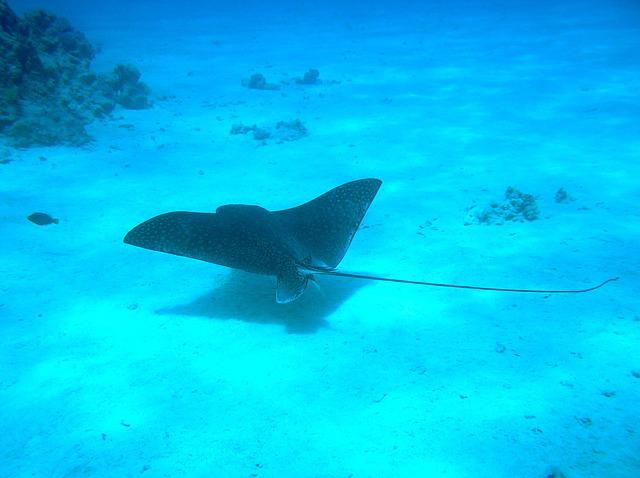 manta ray diving thailand