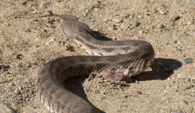 raised viper snake in georgia