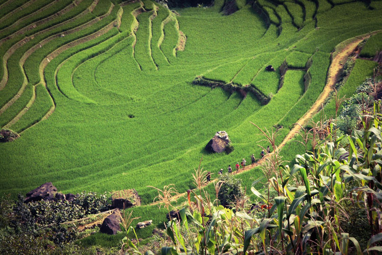 rice fields-in-sapa-vietnam