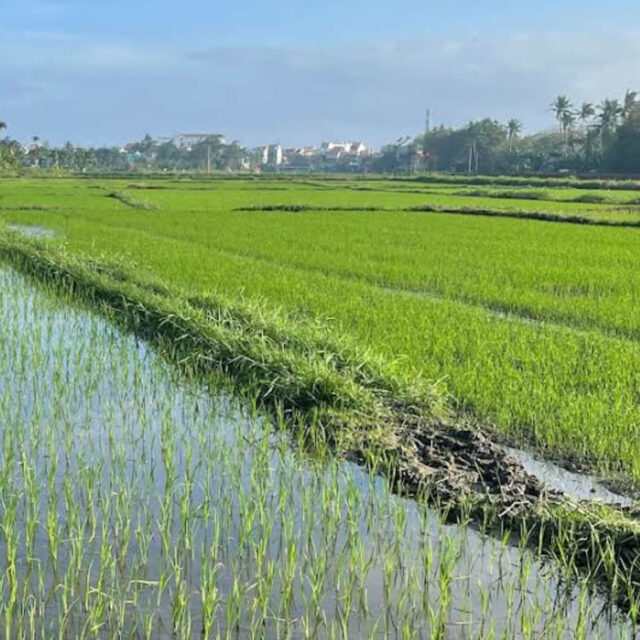 rice-fields-near-hoi-an