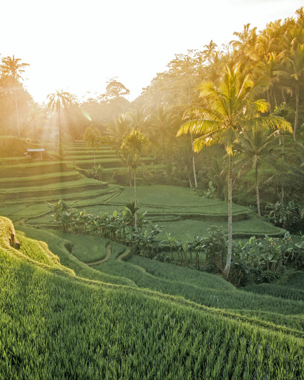 rice-fields-Bali