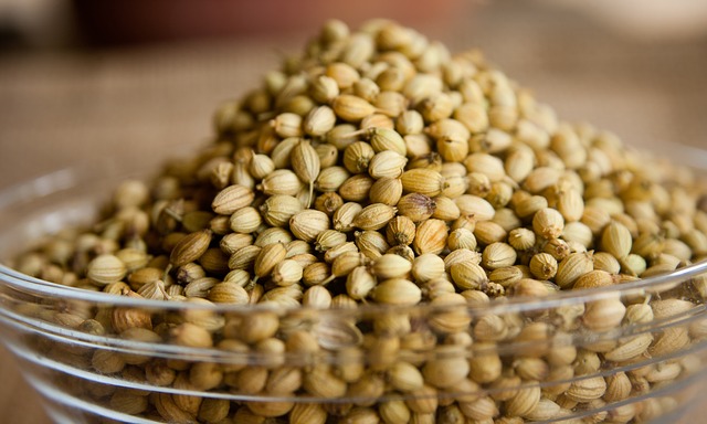 semillas de cilantro