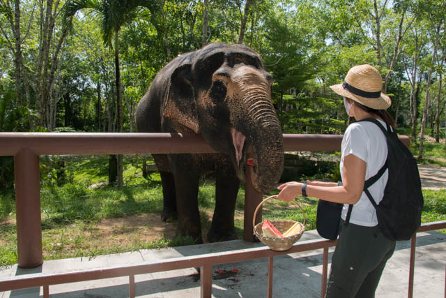 elefantes en Tailandia