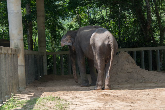 elefante encerrado