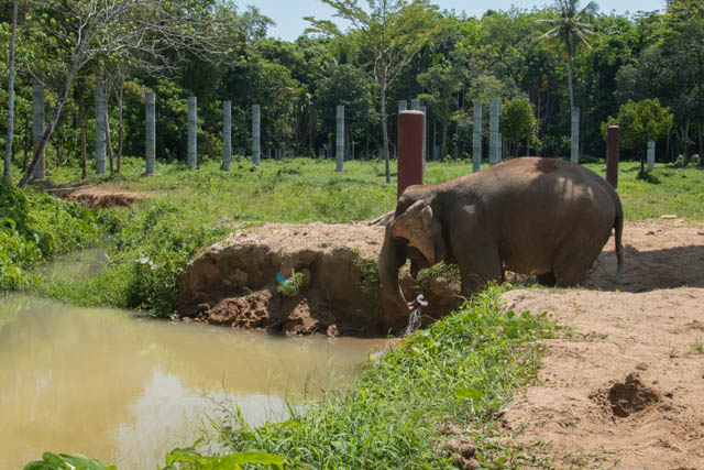 baño elefante