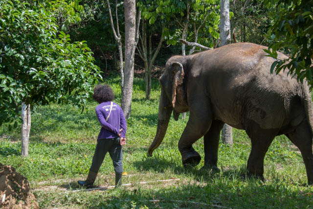 elefante y mahout