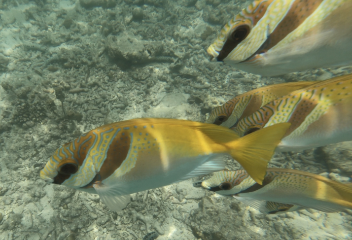 snorkeling-koh-tao