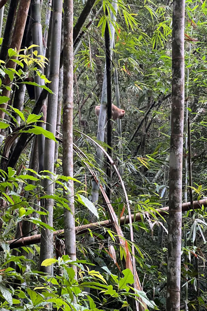 selva-khao-sok