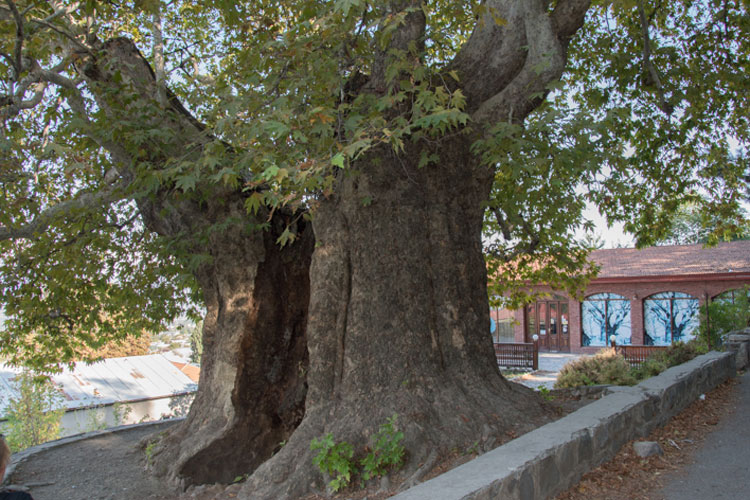 arbol-telavi