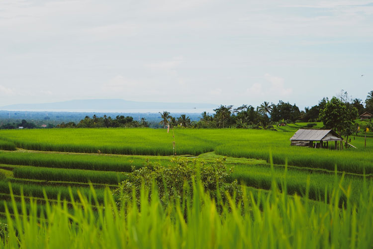 campos-de-arroz-de-jatiluwih