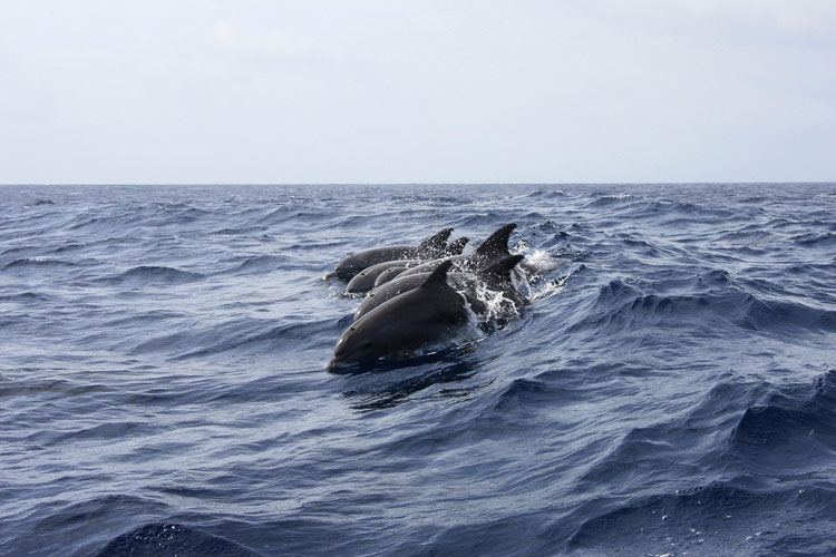 delfines-en-playa-lovina---que-hacer-en-bali