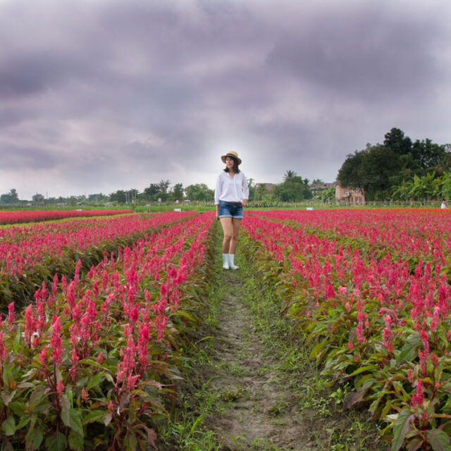 campo-de-flore-en-chiang-mai