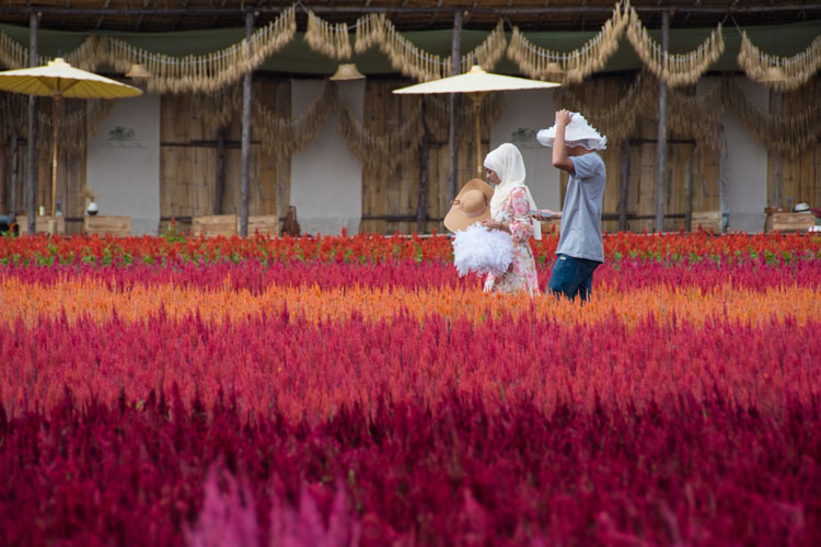 granja-de-flores-en-chiang-mai