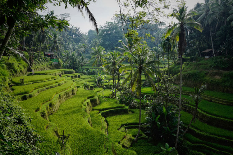 rice fields bali