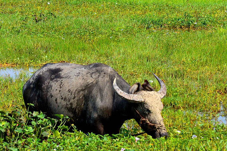 buffalo-de-agua-vietnam