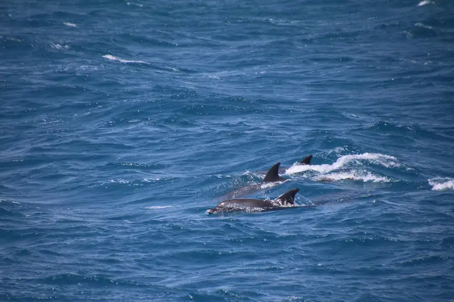 dolphins-rhodes