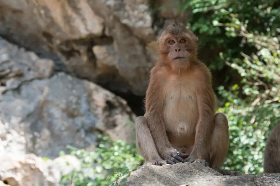 Phang-nga macaque