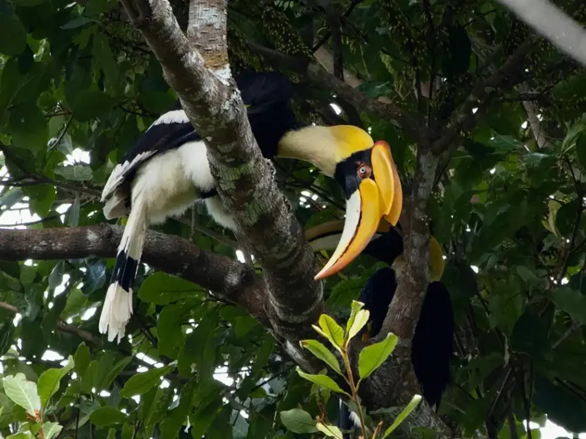 Cálao-pío-oriental-en-khao-yai---fauna