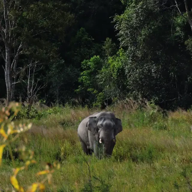 elefante-salvaje-khao-yai