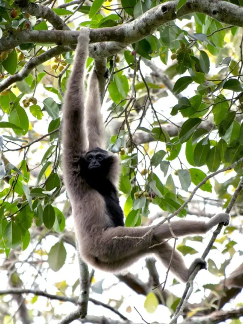 gibbon-en-khao-yai
