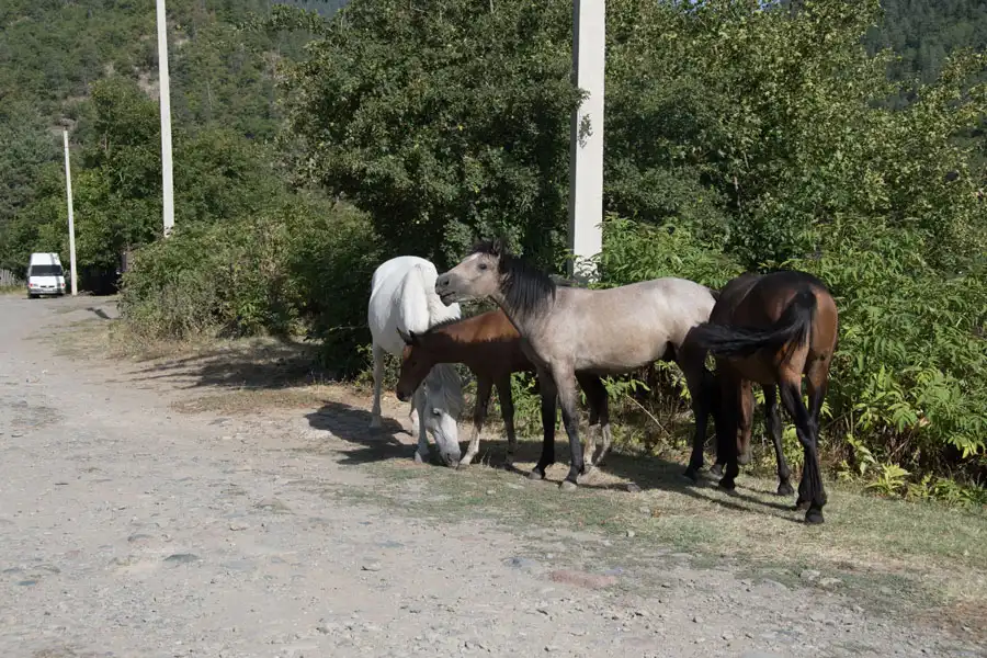 caballos-salvajes-georgia