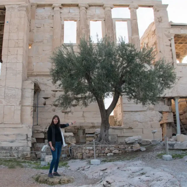 olivo-acropolis